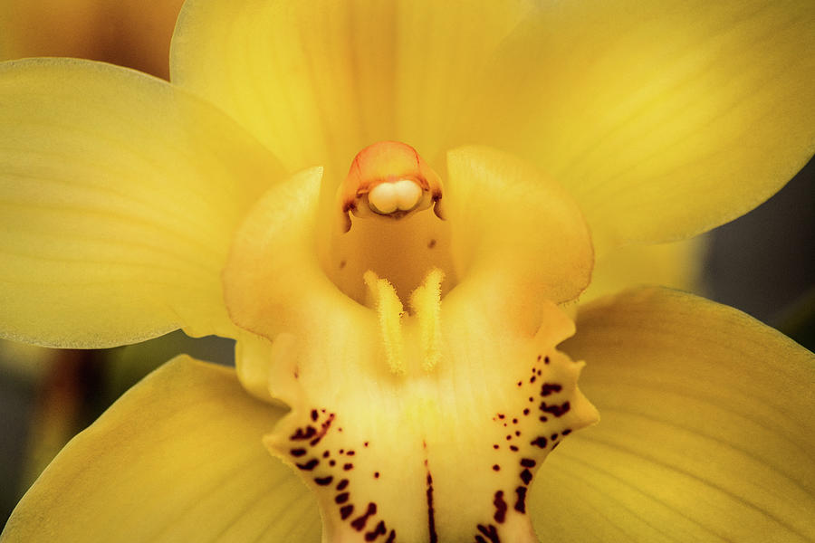 Yellow Orchid at BSG Photograph by Don Johnson