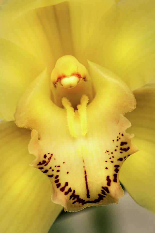 Yellow Orchid Photograph by Don Johnson