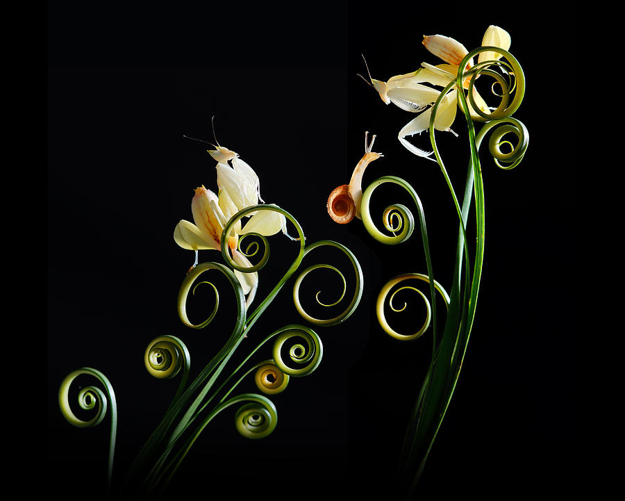 Yellow Orchid Mantis Photograph by Andri Priyadi