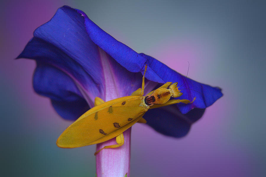 Yellow Orchid Mantis Photograph by Jimmy Hoffman