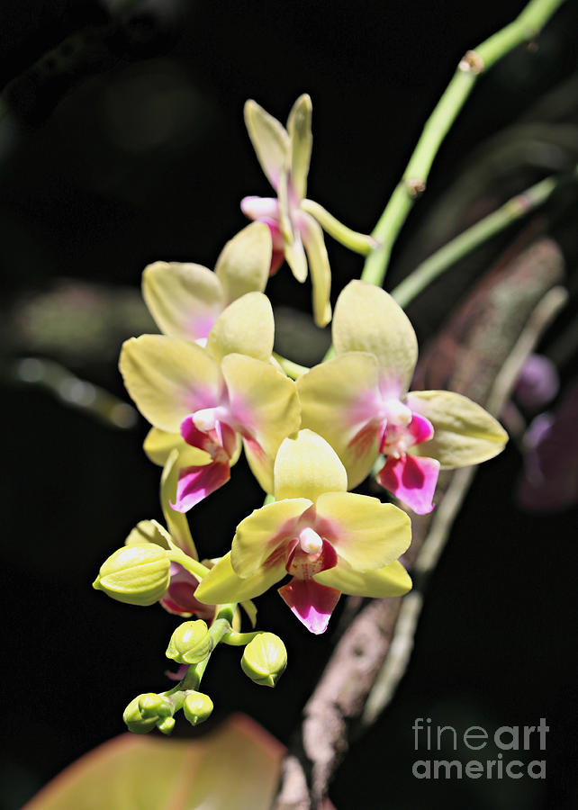 Yellow Orchid Stem Photograph