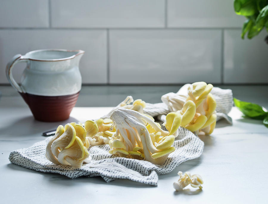 Yellow Oyster Mushrooms On A Tea Towel Photograph by Dorota Indycka