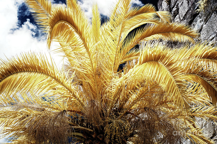 Yellow Palm Tree in Jerusalem Infrared Photograph by John Rizzuto