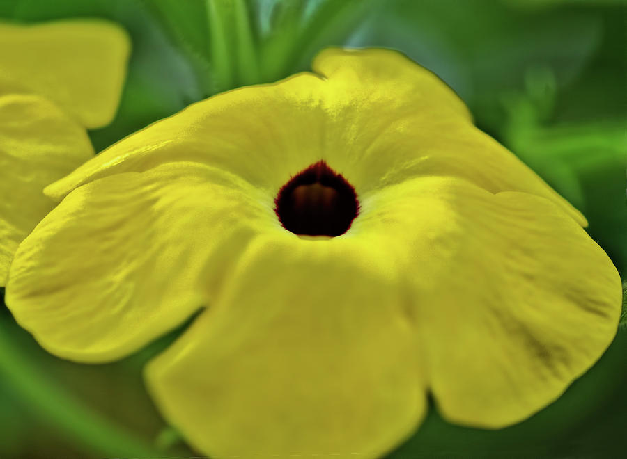Yellow Pansy Photograph by Cordia Murphy