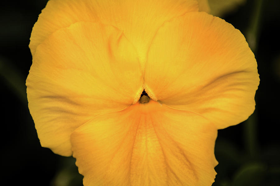 Yellow Pansy Photograph by Don Johnson
