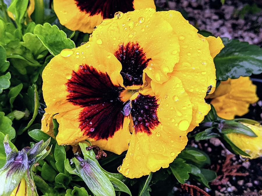 Yellow Pansy Photograph by Peggy McCormick