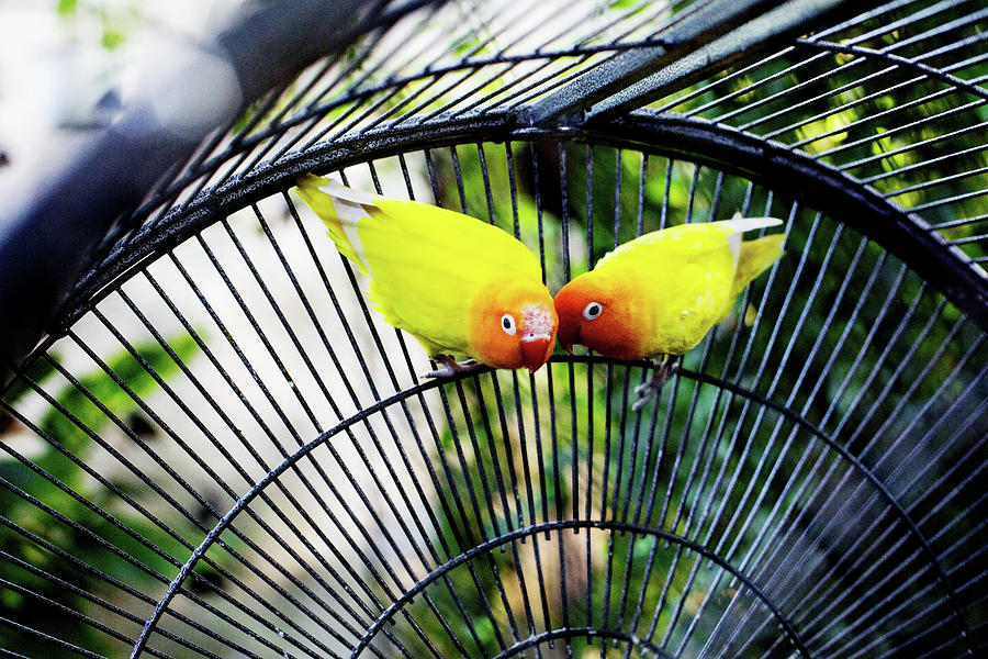 Animal Photograph - Yellow Parrots Lovebirds Hug Each Other In Cage by Cavan Images