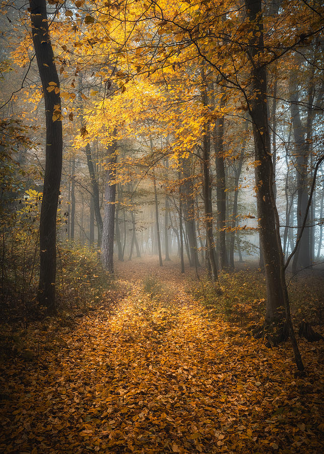 Yellow Path Photograph by Tomaz Klemensak - Fine Art America