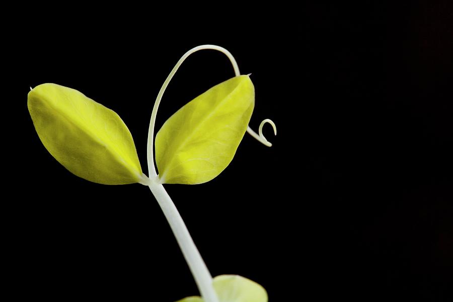Yellow Pea Shoots On A Black Background Photograph by Albert P Macdonald