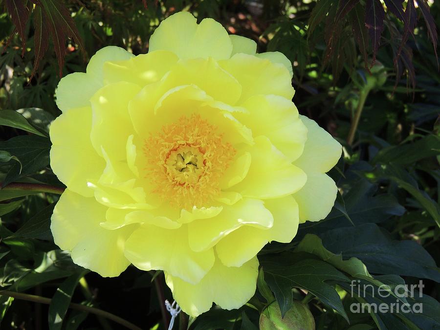 Yellow Peony Photograph by Julie Rauscher
