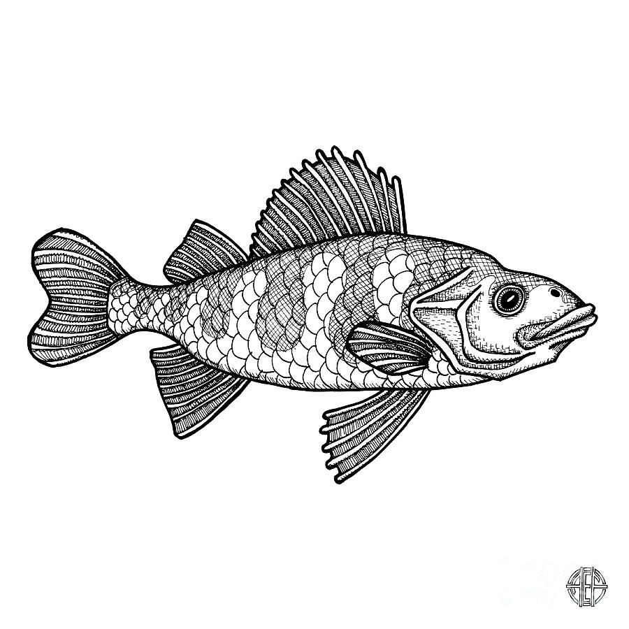 Yellow Perch Drawing by Amy E Fraser