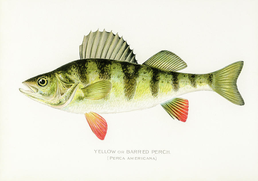 Yellow Perch Drawing by David Letts