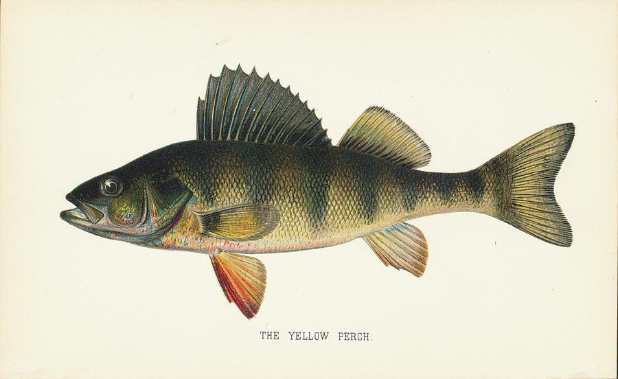 Yellow Perch Photograph by Kean Collection