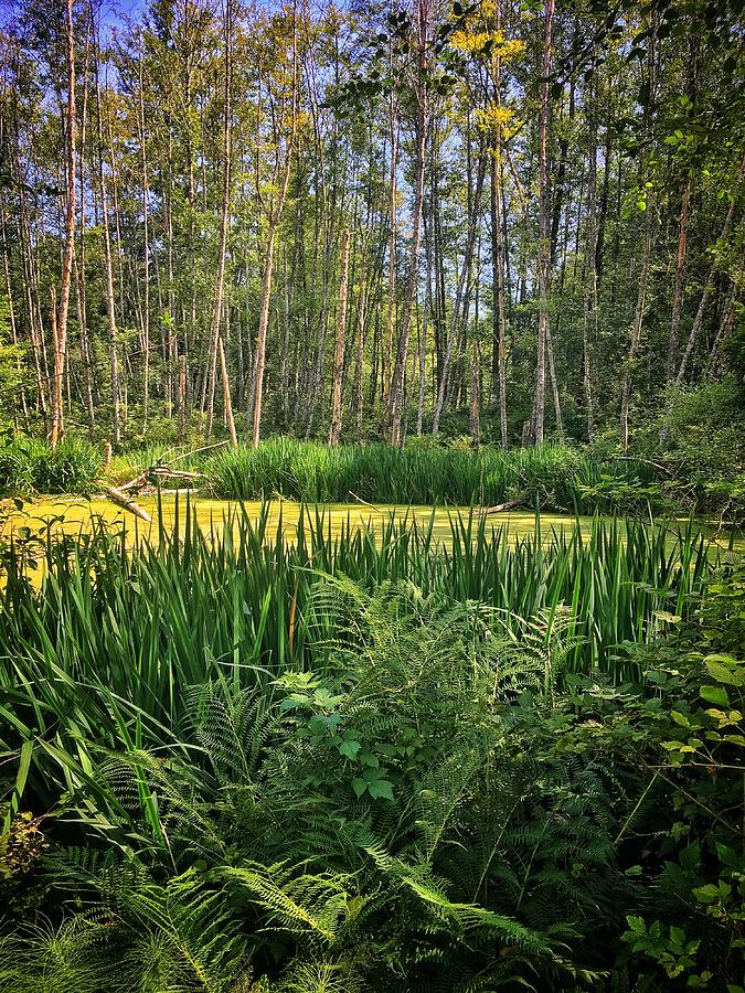 Forest Pond Photograph by Jerry Abbott