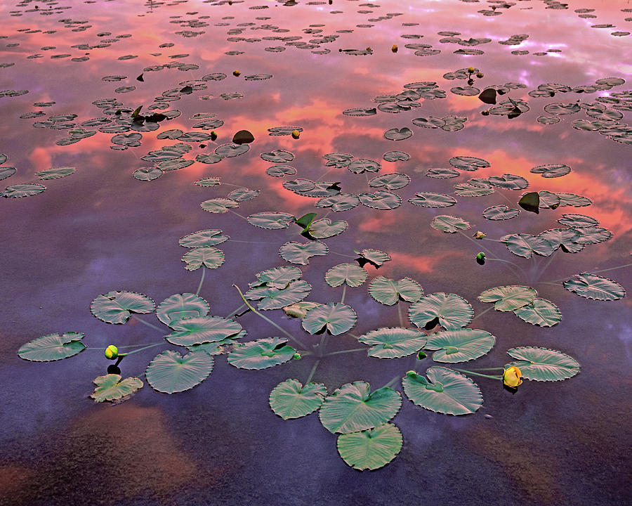 Yellow Pond Lilies At Sunset, North America Photograph by Tim Fitzharris