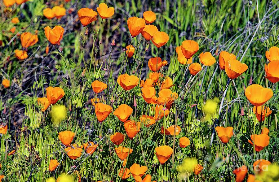Yellow Poppies of California Photograph by Mae Wertz Yellow Poppies of California Photograph by Mae Wertz