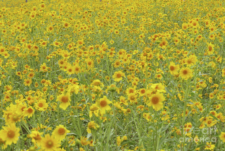 Yellow Prairie Flowers Photograph by Christy Garavetto