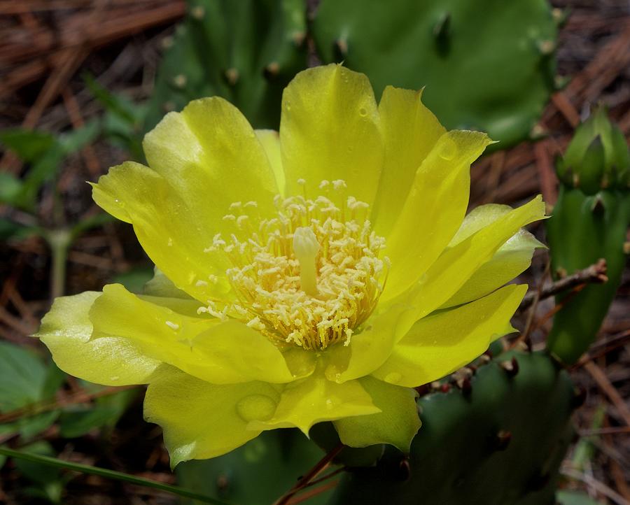 Yellow Prickly Pear Cactus in Full Bloom Photograph by L Bosco