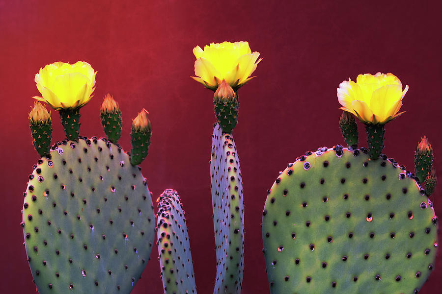 Yellow Prickly Pear  Photograph by Saija Lehtonen
