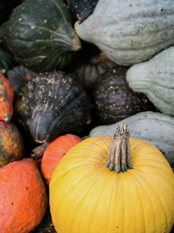 Yellow Pumpkin by Whitney Leigh Carlson Yellow Pumpkin by Whitney Leigh Carlson