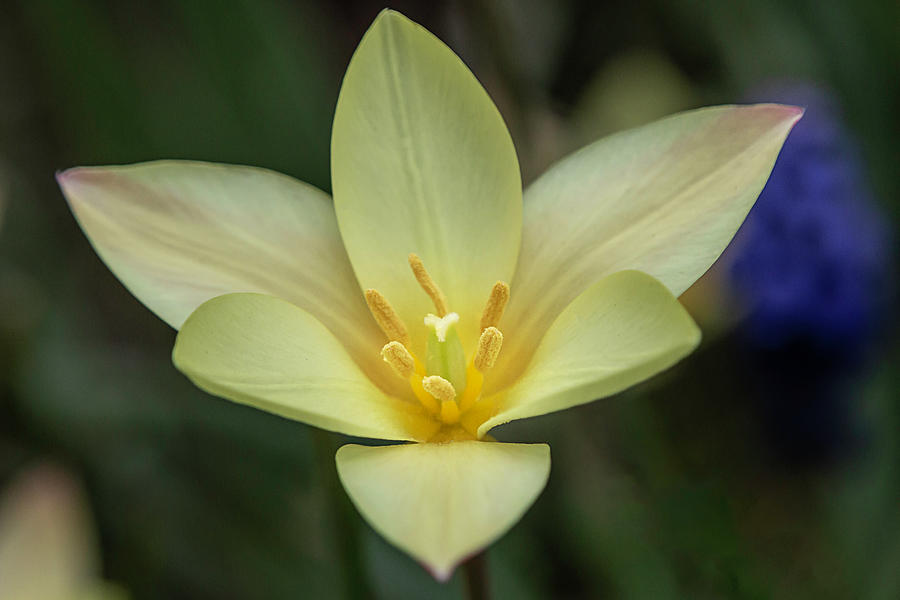 Yellow Rain Lily  By Tl Wilson Photography Photograph by Teresa Wilson