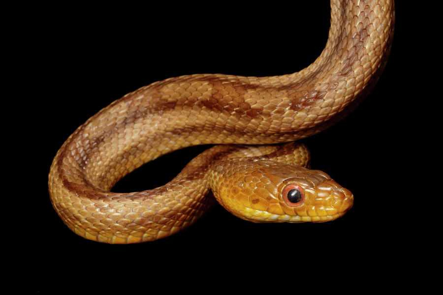 Yellow Rat Snake Portrait Photograph by David Kenny