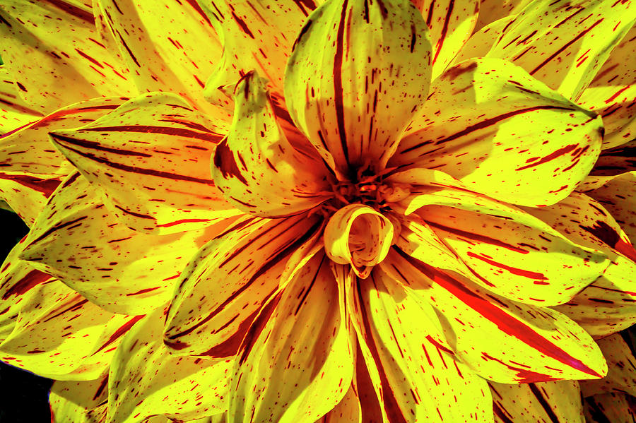 Yellow Red Garden Dahlia Photograph by Garry Gay