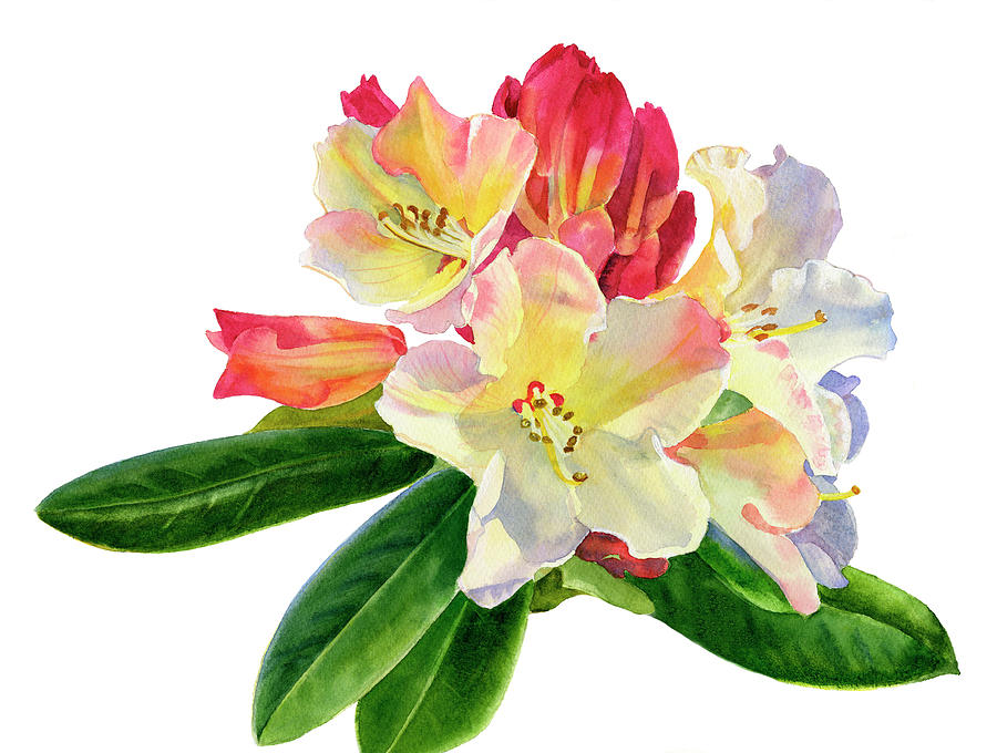 Coffee Painting - Yellow Rhododendron with White Background by Sharon Freeman