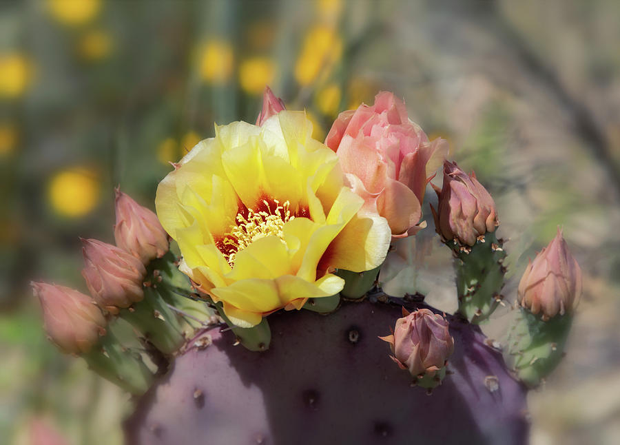 Yellow Prickly Bloom  Photograph by Saija Lehtonen