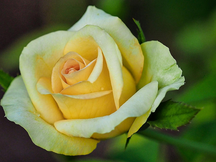 Yellow Rose 2 Photograph