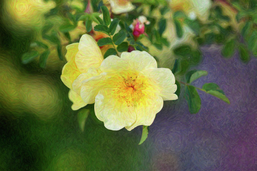 Yellow Rose - Blending Dreams - by Omaste Witkowski Digital Art by Omaste Witkowski