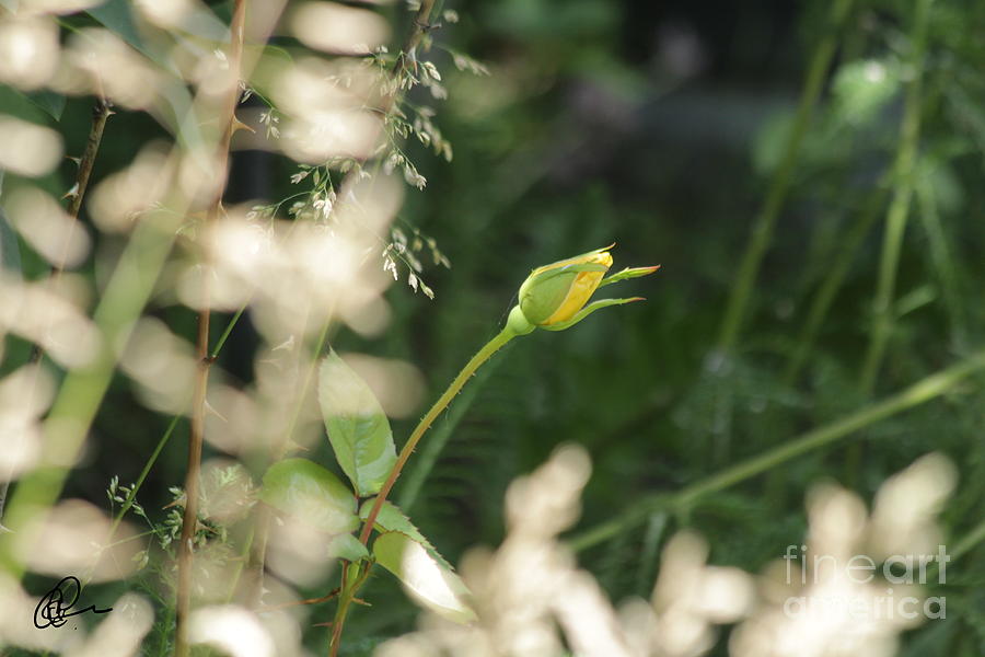 Yellow Rose Bud Photograph by Ann E Robson