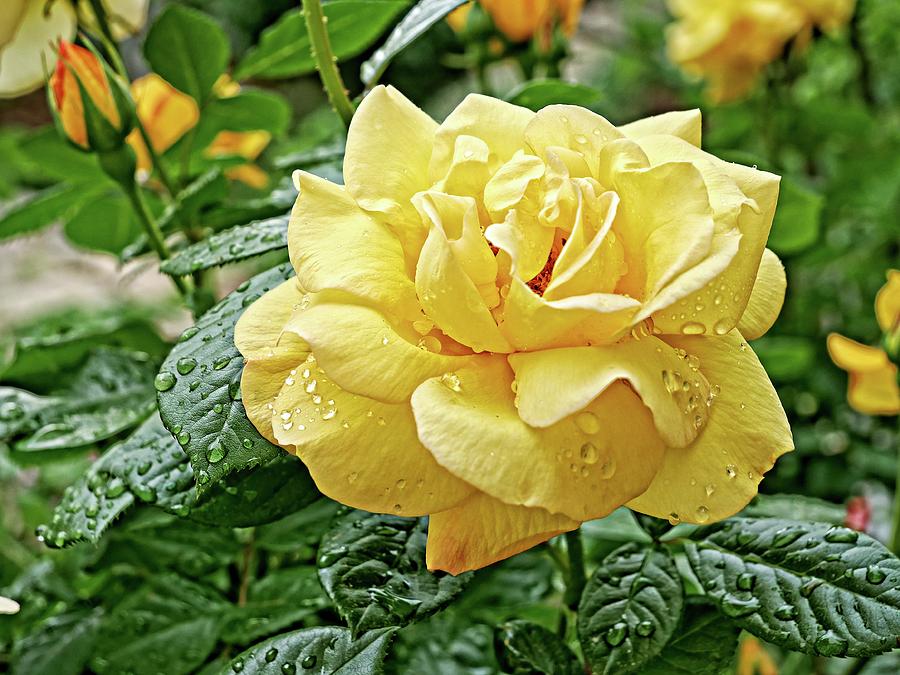 Yellow rose close up Photograph by Martin Smith