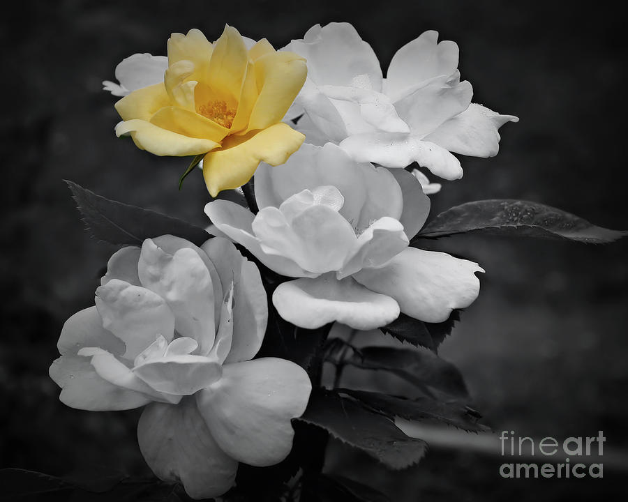 Yellow Rose Cluster Partial Color Photograph by Smilin Eyes Treasures