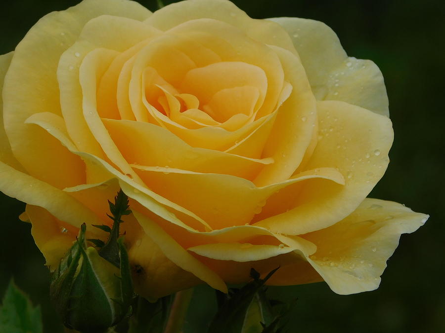 Yellow Rose from Rose Garden Series No. 3 Photograph by Catherine Gagne