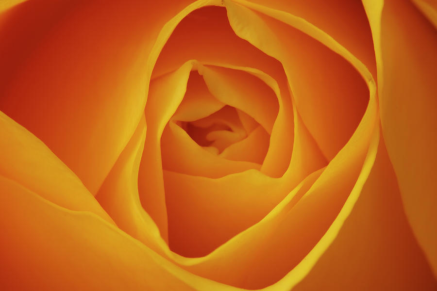 Yellow Rose - Full Frame Close Up Photograph by Empato