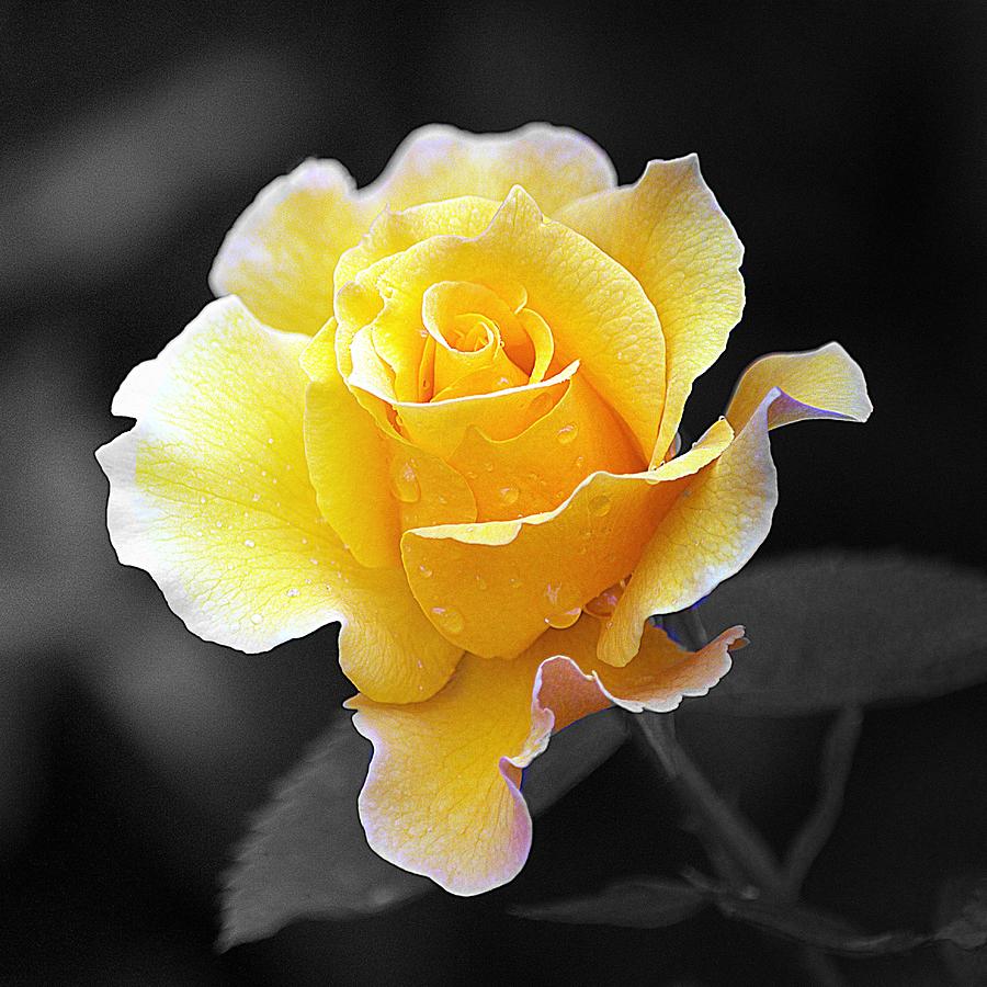 Yellow Rose Ii On Black Photograph By Joan Han