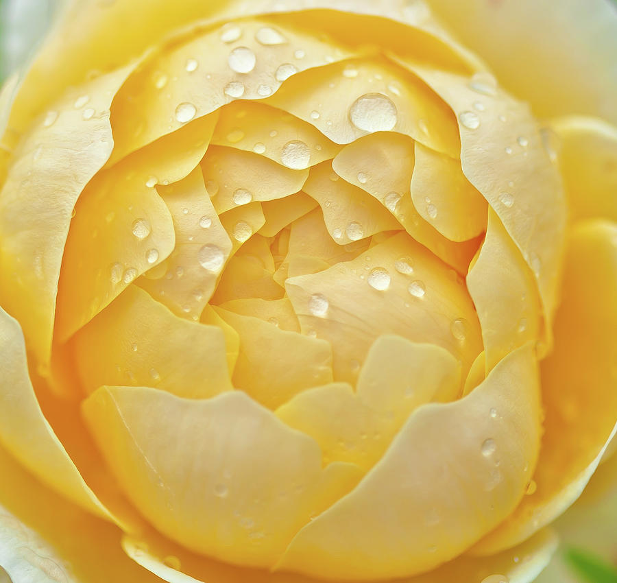 Yellow Rose Photograph by Jobet Palmaira