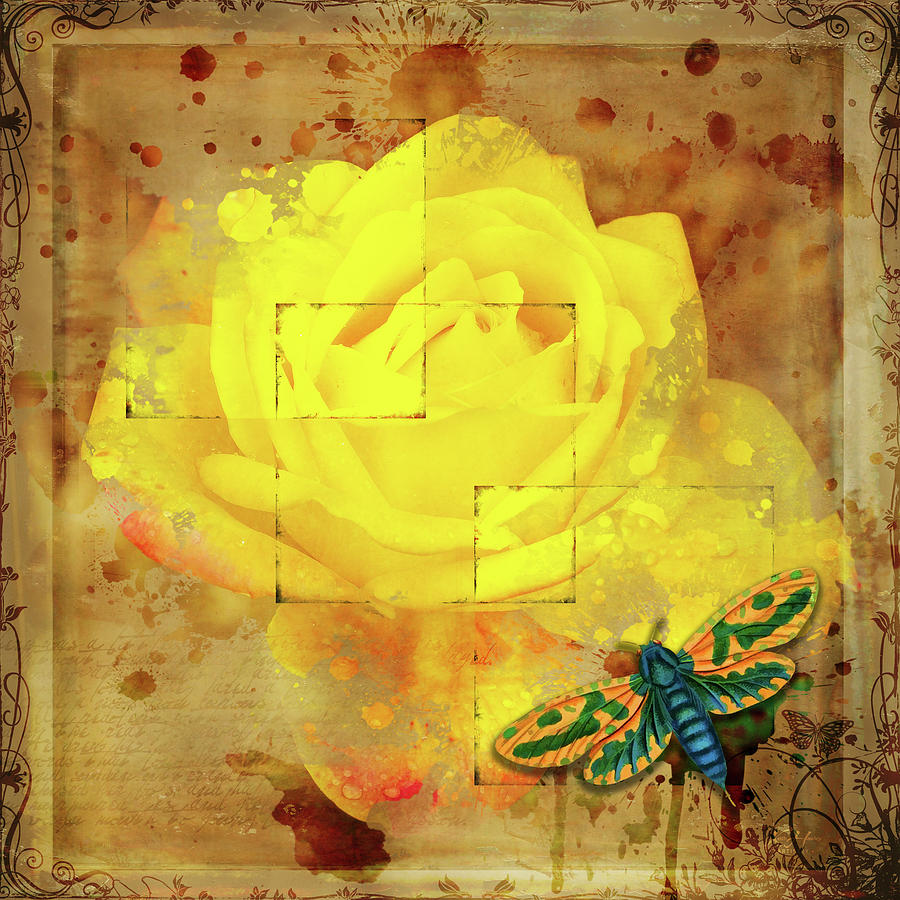 Yellow Rose Photograph by Keith Hawley