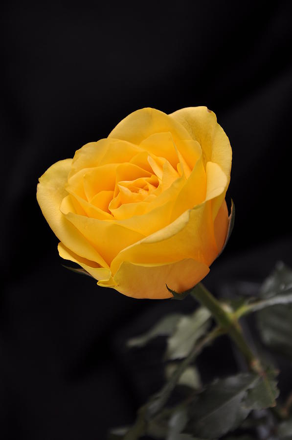 Yellow Rose On Black Background by Déco'style Balexia87