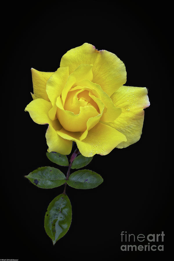 Yellow Rose On Black Photograph by Mitch Shindelbower