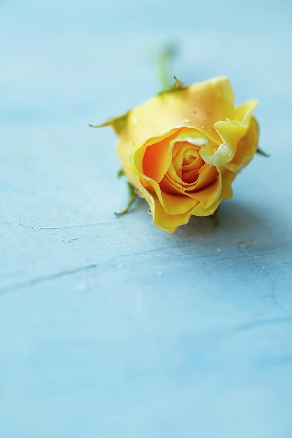 Yellow Rose On Light Blue Surface Photograph by Mandy Reschke