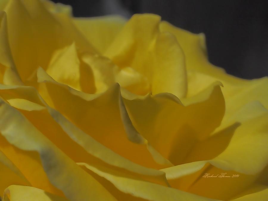 Yellow Rose Unfolded by Richard Thomas Yellow Rose Unfolded by Richard Thomas