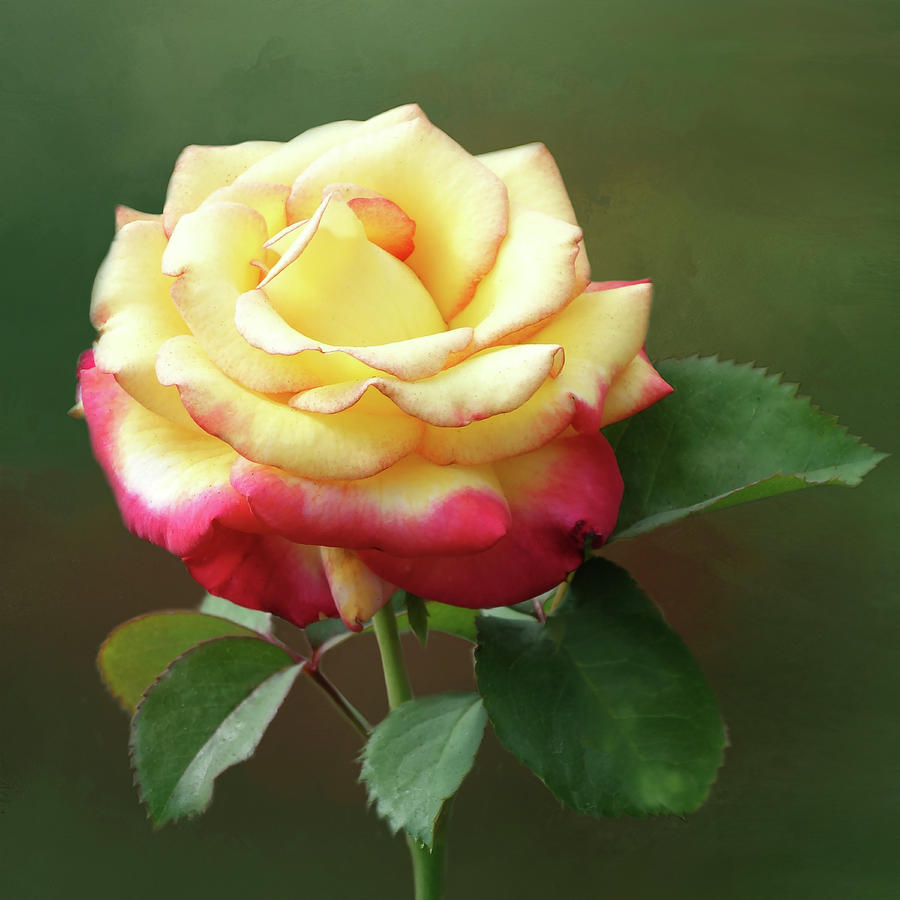 beautiful yellow and pink roses