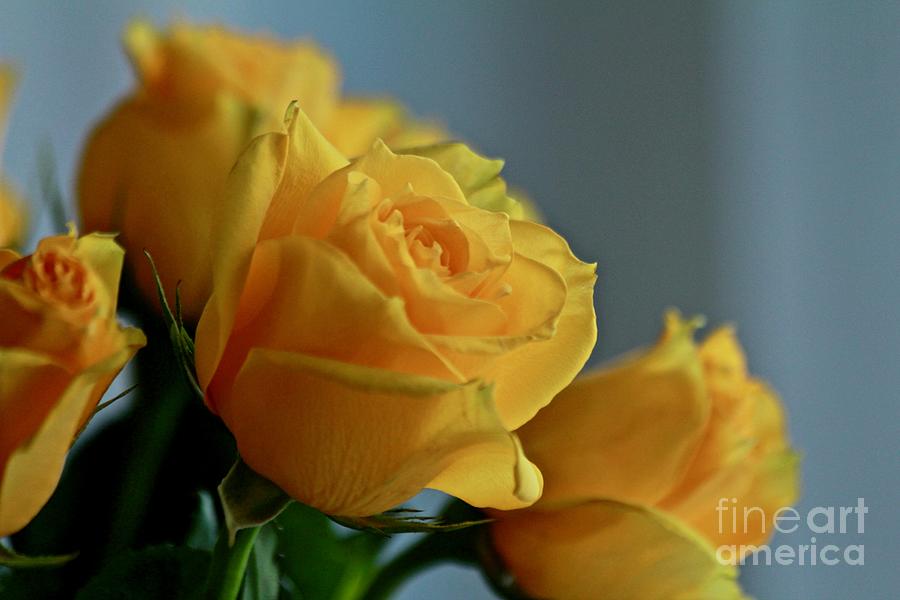 Yellow Roses Photograph by Ann E Robson