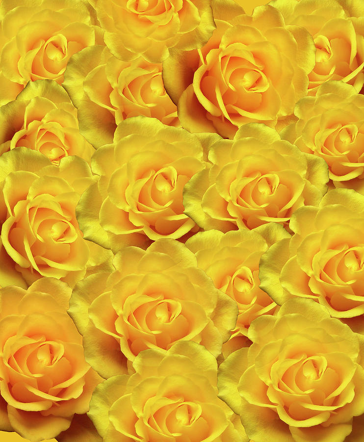 Rose Photograph - Yellow Roses Art Design by Johanna Hurmerinta