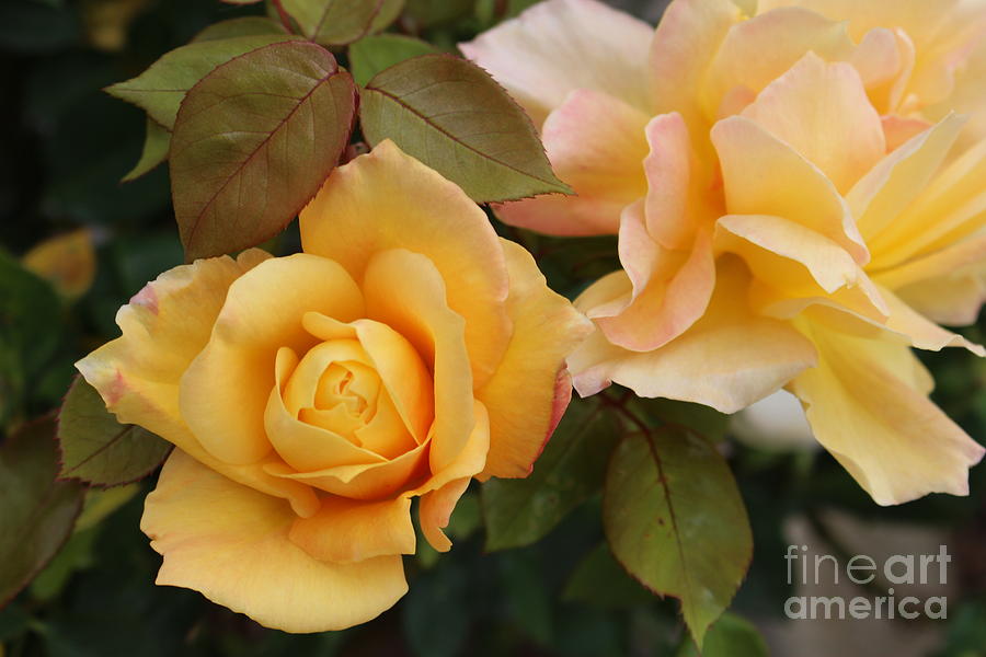 Yellow Roses Photograph
