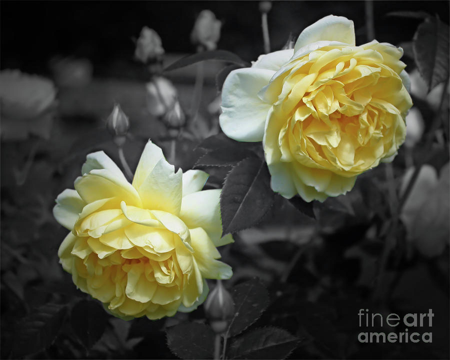 Yellow Roses Partial Color Photograph by Smilin Eyes Treasures