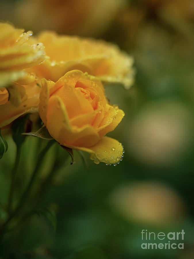 Yellow Roses Raindrops Necklace Photograph