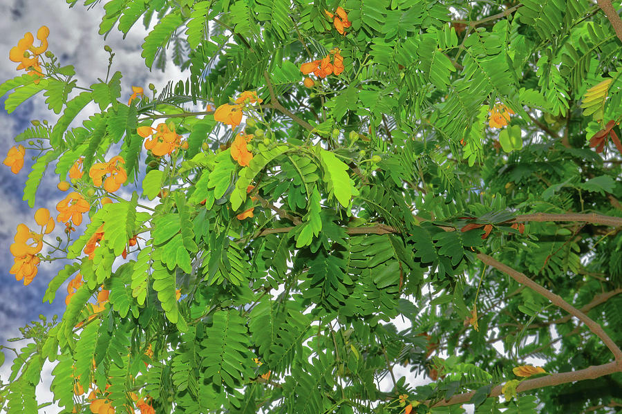 Yellow Royal Poinciana Photograph by Rebecca Carr